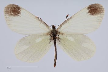 Vorschaubild Leptidea duponcheli lorkovici Pfeiffer, 1932